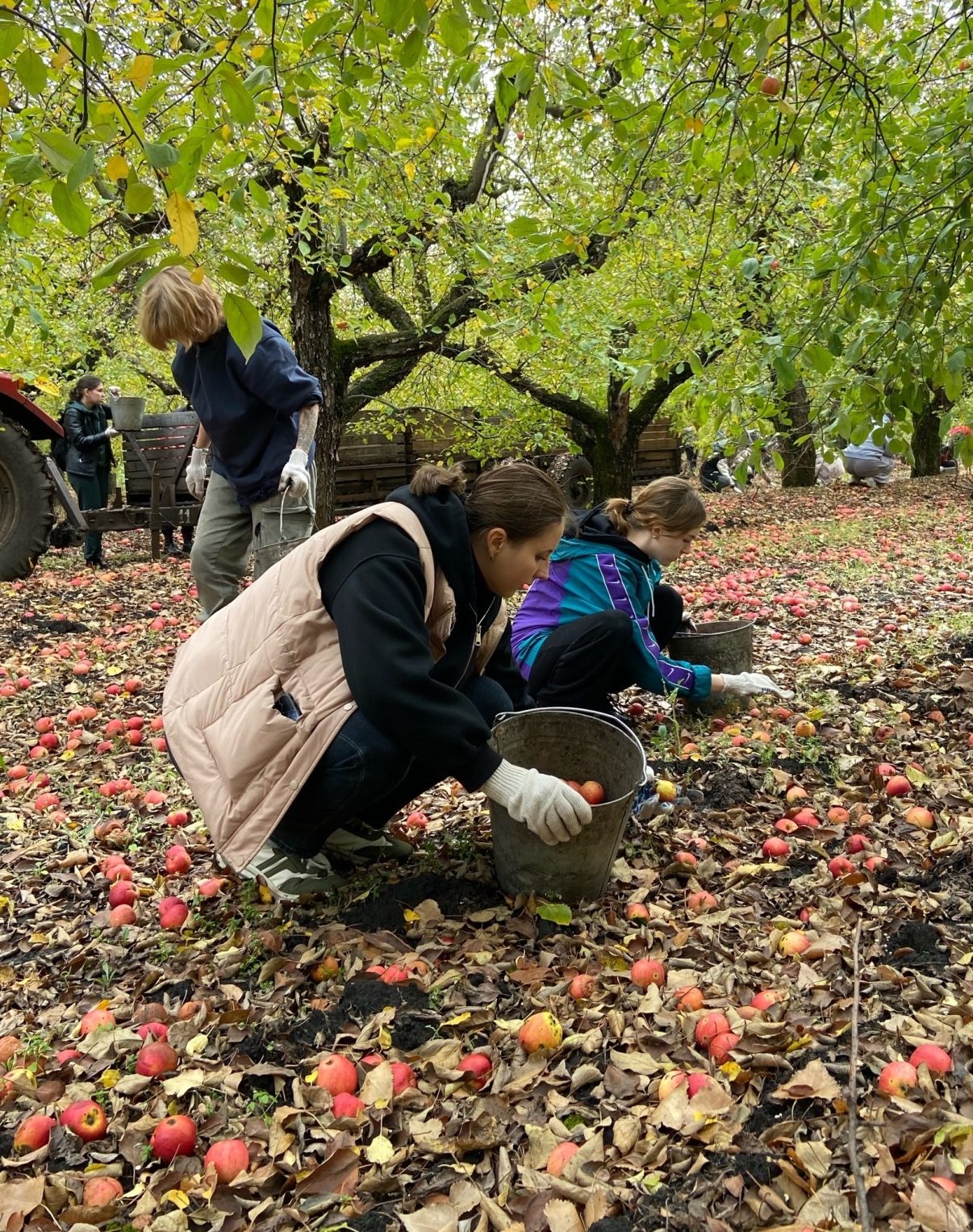 УЧЕБНАЯ ПРАКТИКА ПО ПРОГРАММЕ ПРОФЕССИОНАЛЬНОГО ОБУЧЕНИЯ «САДОВНИК»