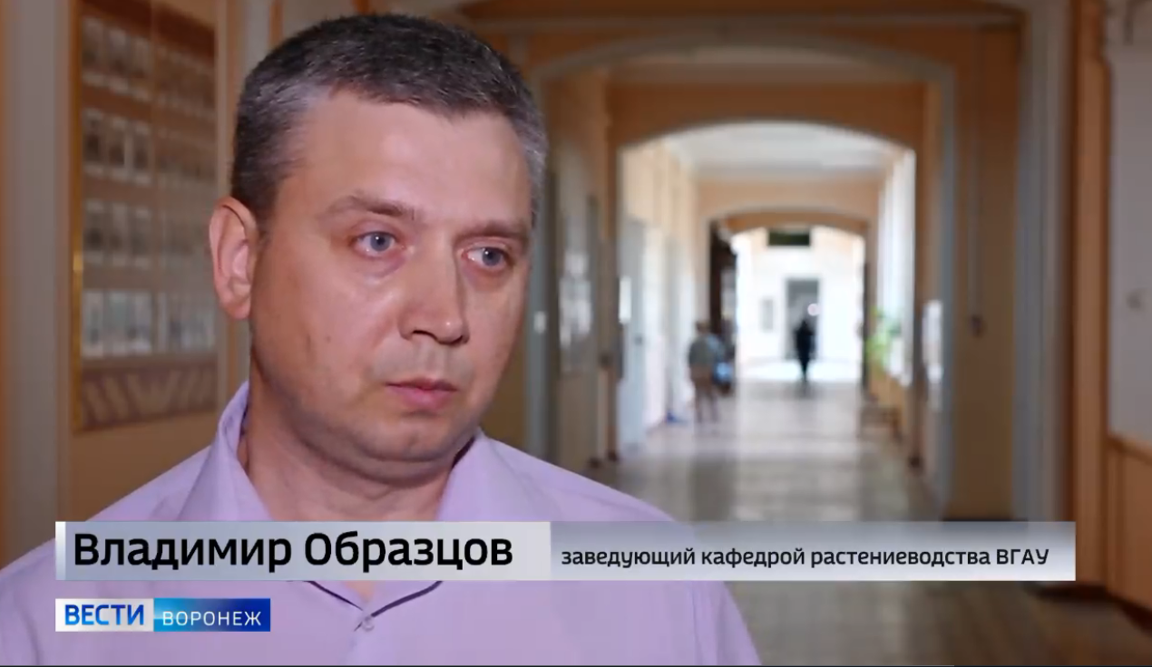 ВОРОНЕЖСКИЕ УЧЁНЫЕ ПРОТЕСТИРУЮТ КИТАЙСКУЮ ПШЕНИЦУ